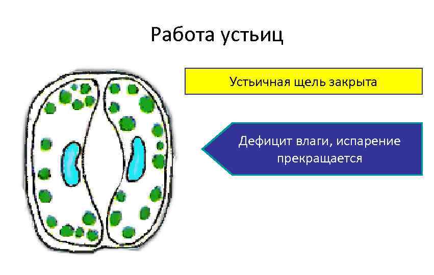 Работа устьиц Устьичная щель открыта закрыта Влаги достаточно, испарение Дефицит влаги, происходит испарение воды