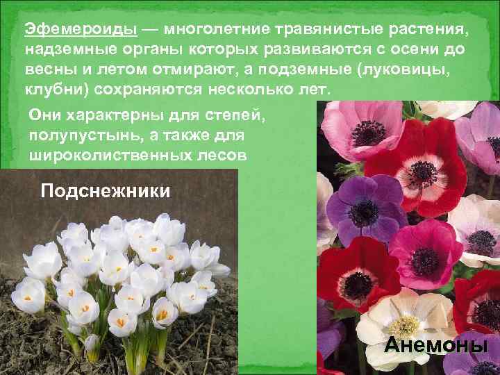 Эфемероиды — многолетние травянистые растения, надземные органы которых развиваются с осени до весны и