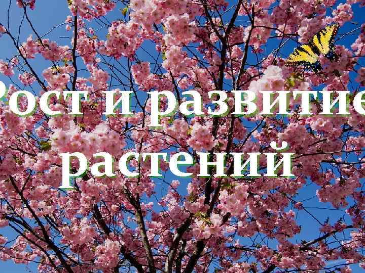 Рост и развитие растений 