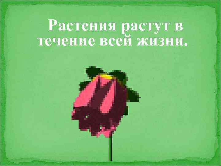 Растения растут в течение всей жизни. 