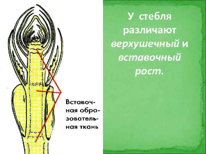 За счет чего происходит вставочный рост побега