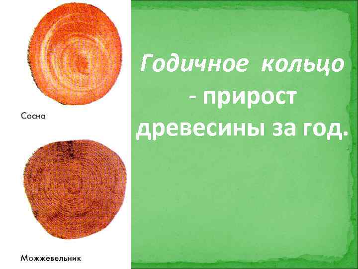 Годичное кольцо - прирост древесины за год. 