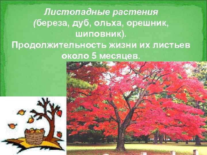 Листопадные растения (береза, дуб, ольха, орешник, шиповник). Продолжительность жизни их листьев около 5 месяцев.
