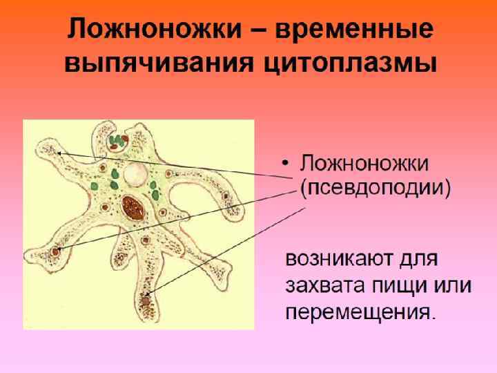 Ложноножки