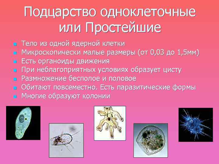 Подцарство одноклеточные или Простейшие n n n n Тело из одной ядерной клетки Микроскопически