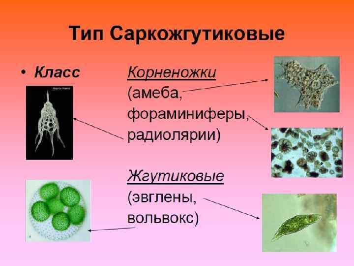 Простейшие и их фото