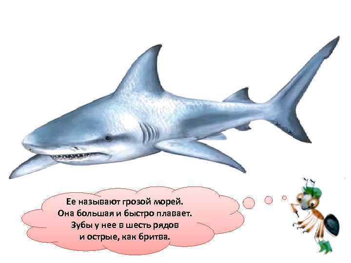 Ее называют грозой морей. Она большая и быстро плавает. Зубы у нее в шесть