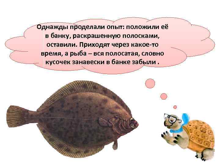 Однажды проделали опыт: положили её в банку, раскрашенную полосками, оставили. Приходят через какое-то время,