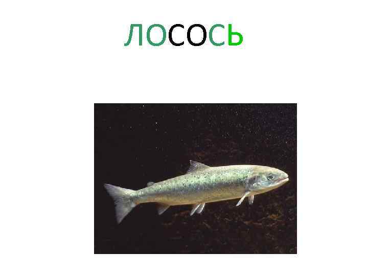 ЛОСОСЬ 