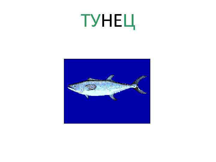 ТУНЕЦ 