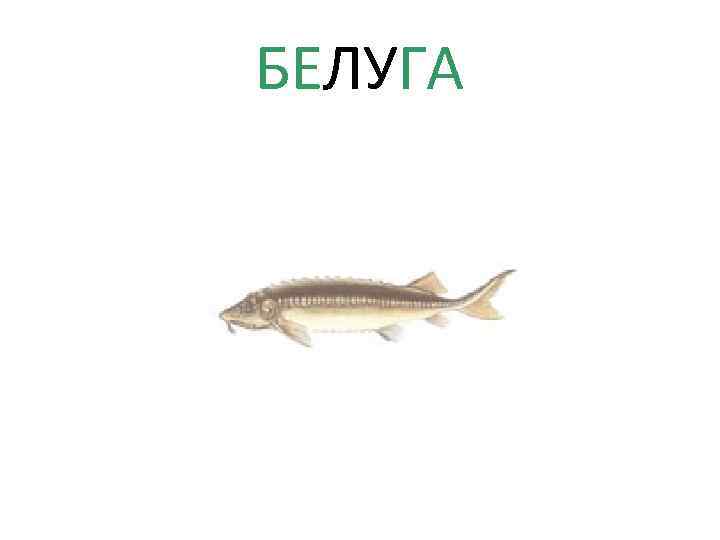 БЕЛУГА 