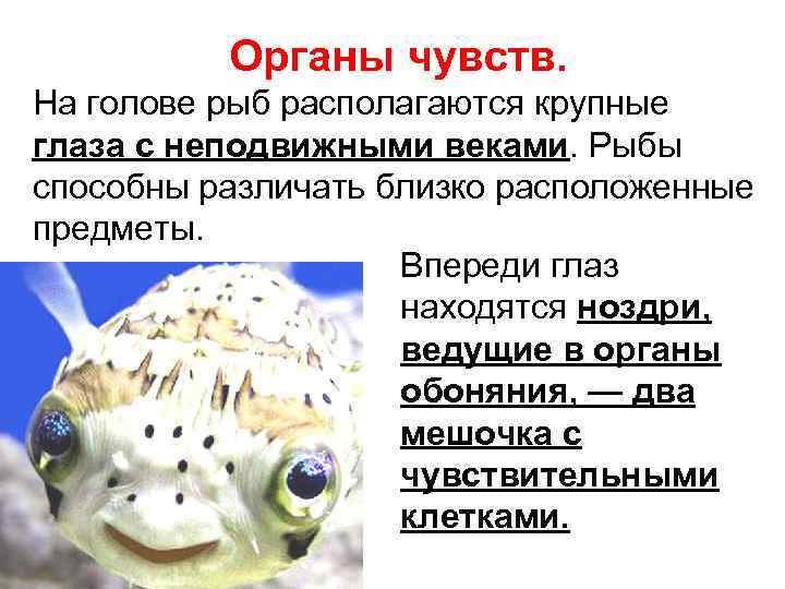 Какое значение имеет ноздри у рыб. Органы чувств расположены на голове рыбы. Органы органов чувств у рыб. На голове рыбы располагаются:. Голова рыбы и органы чувств на ней.