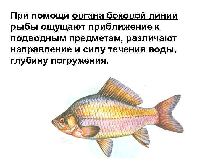 Направление течения рыбы определяют