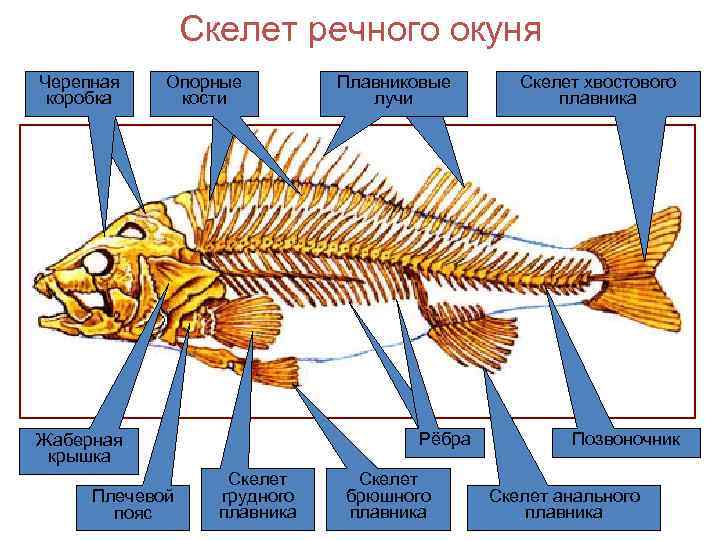 Как называется скелет у позвоночных