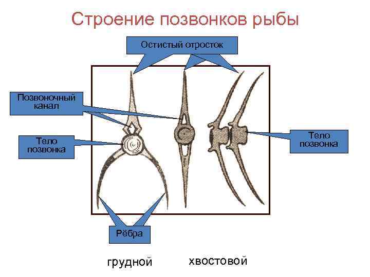 В позвоночнике костных рыб имеются отделы. Строение позвонков костных рыб. Строение туловищного и хвостового позвонков рыбы. Строение позвонка костистой рыбы. Строение туловищного позвонка рыбы.