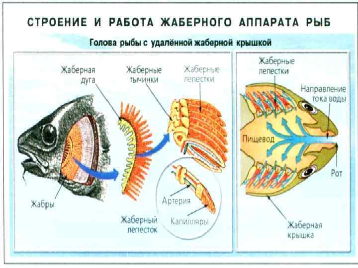 Жаберные крышки у рыб. Жаберная крышка у рыб схема. Жаберные крышки у костных рыб. Строение жаберной крышки у костных рыб. Строение рыбы жаберные крышки.