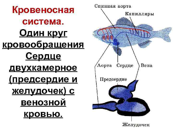 Класс рыбы круги кровообращения
