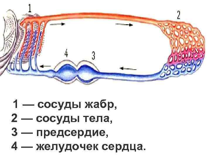 1 — сосуды жабр, 2 — сосуды тела, 3 — предсердие, 4 — желудочек