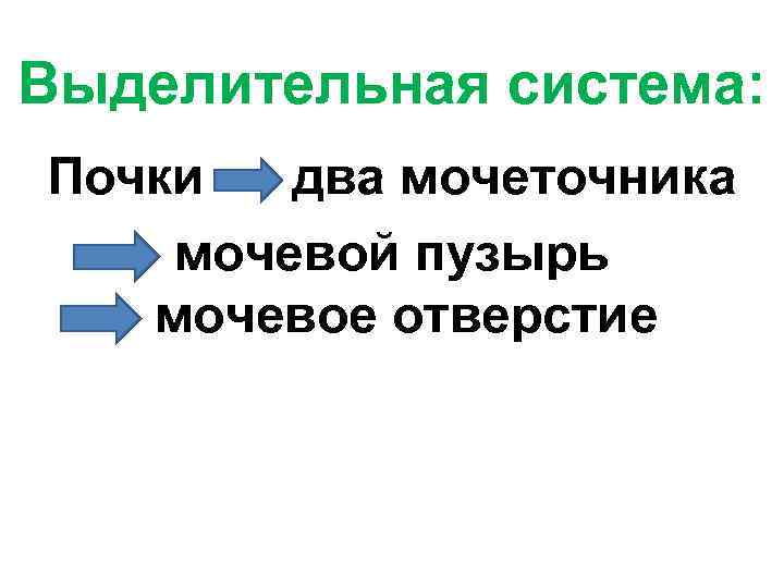 Выделительная система: Почки два мочеточника мочевой пузырь мочевое отверстие 