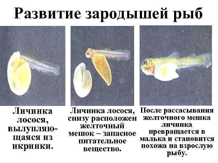 Лосось внутреннее оплодотворение. Малек рыбы с желточным мешком. Личинка рыбы с желточным мешком. Развитие зародыша рыбы. Место развития зародыша у рыб.