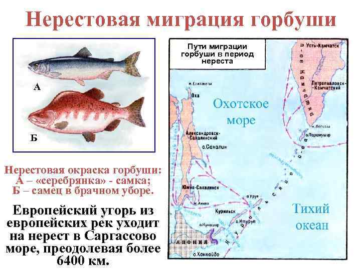 Нерестовая миграция горбуши Пути миграции горбуши в период нереста А Б Нерестовая окраска горбуши: