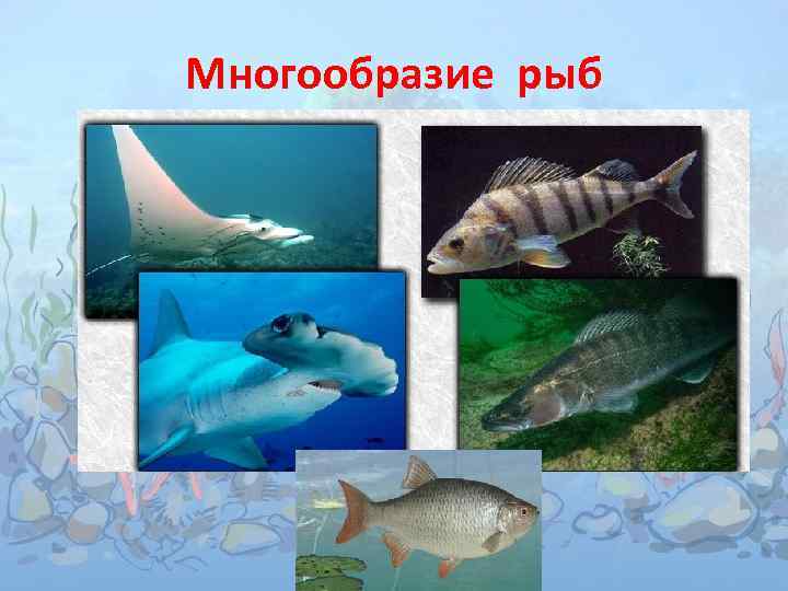 Многообразие рыб 