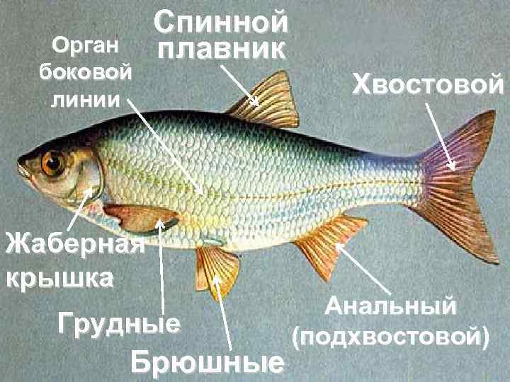 Спинной плавник у рыб