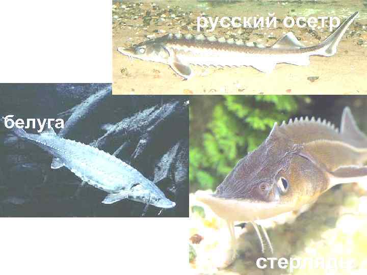 русский осетр белуга стерлядь 