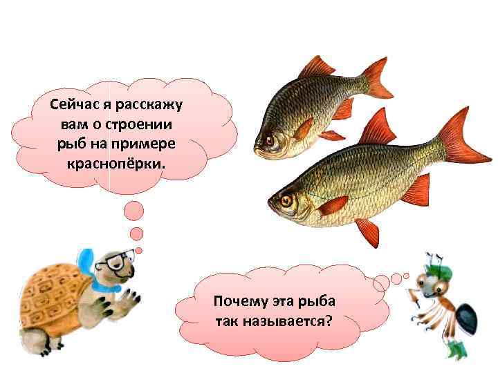 Сейчас я расскажу вам о строении рыб на примере краснопёрки. Почему эта рыба так