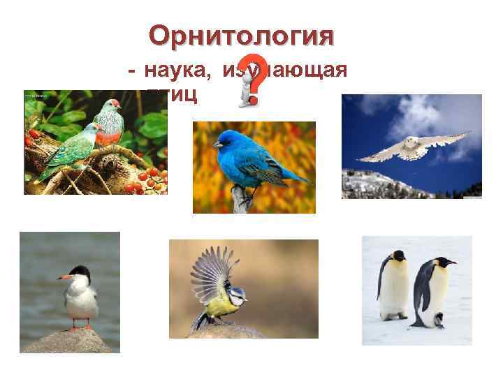 Орнитология - наука, изучающая птиц 