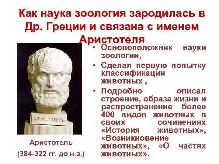 Как наука зоология зародилась в Др. Греции и связана с именем Аристотеля • Основоположник