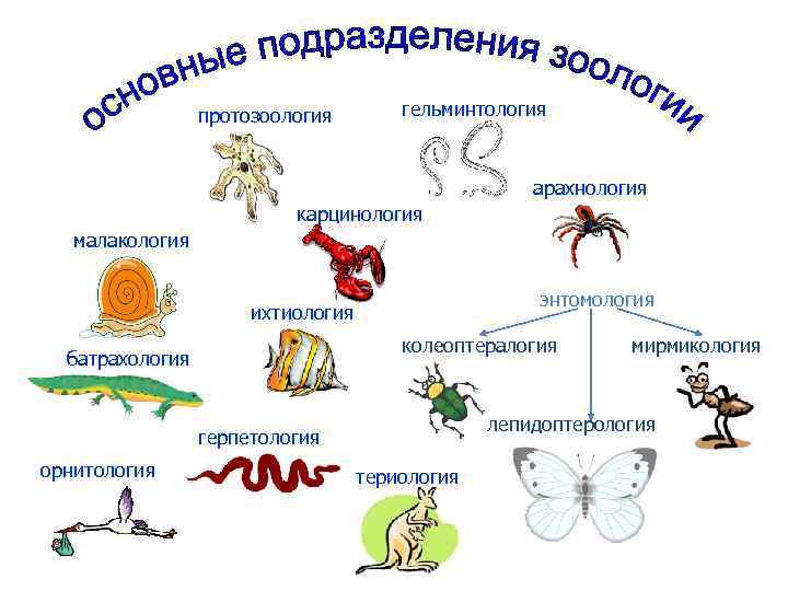 протозоология гельминтология арахнология карцинология малакология энтомология ихтиология колеоптералогия батрахология лепидоптерология герпетология орнитология мирмикология териология