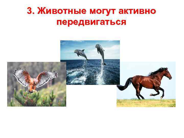 3. Животные могут активно передвигаться 