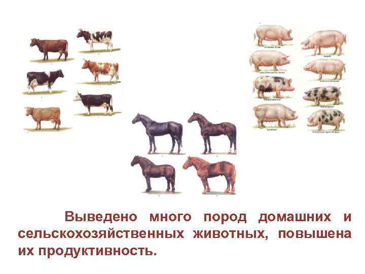  Выведено много пород домашних и сельскохозяйственных животных, повышена их продуктивность. 