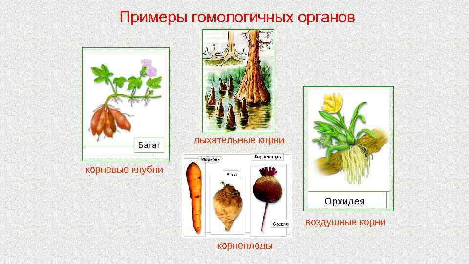 Примеры гомологичных органов дыхательные корни корневые клубни воздушные корни корнеплоды 