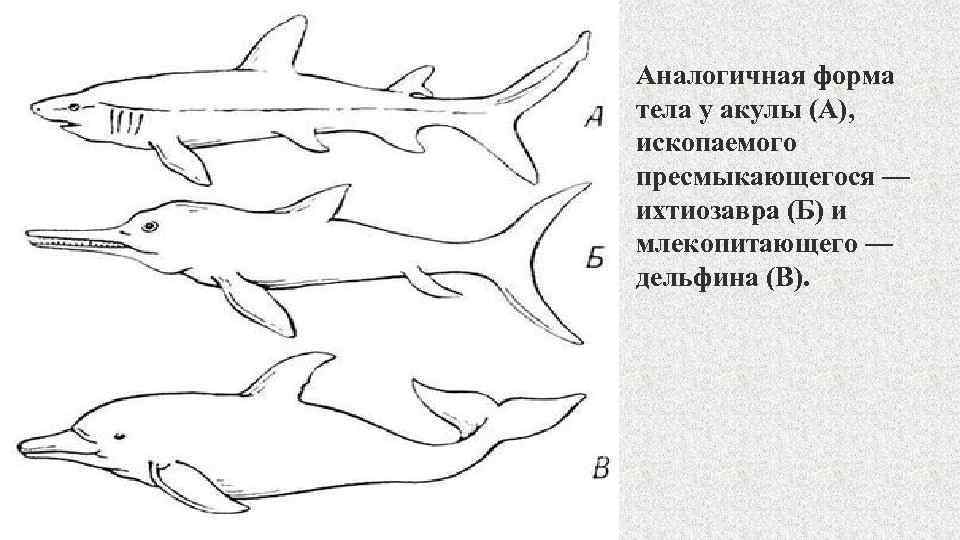 Аналогичная форма тела у акулы (А), ископаемого пресмыкающегося — ихтиозавра (Б) и млекопитающего —