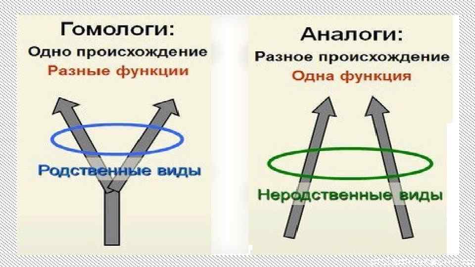 Органы выполняющие одинаковые функции но не имеющие сходного плана строения и общего происхождения