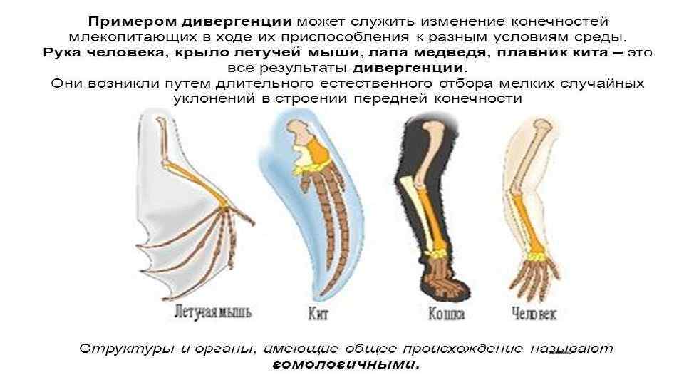 Органы выполняющие одинаковые функции но не имеющие сходного плана строения и общего происхождения