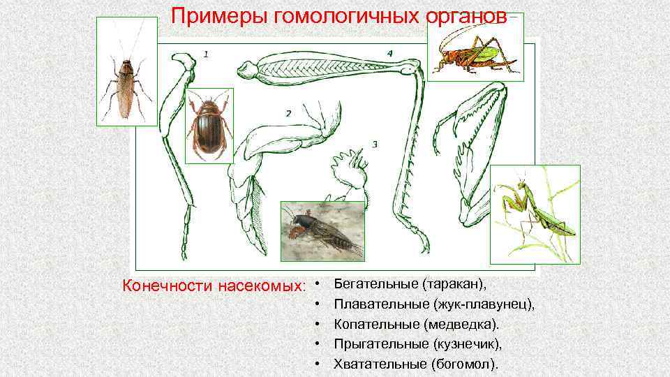 Примеры гомологичных органов Конечности насекомых: • Бегательные (таракан), • • Плавательные (жук-плавунец), Копательные (медведка).