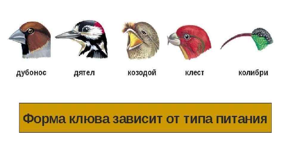 Расположите картинки по сходству гомологичные органы аналогичные органы