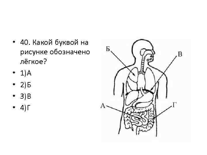 Обозначьте железы указанные на рисунке