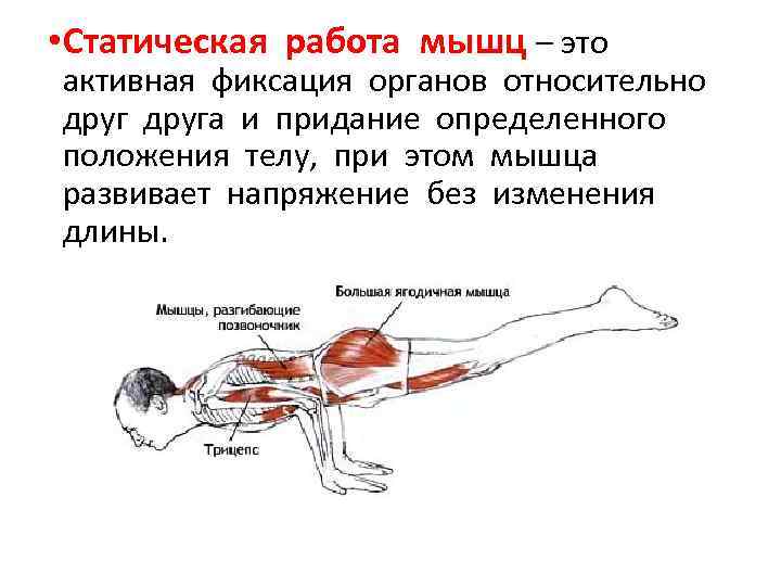  • Статическая работа мышц – это активная фиксация органов относительно друга и придание