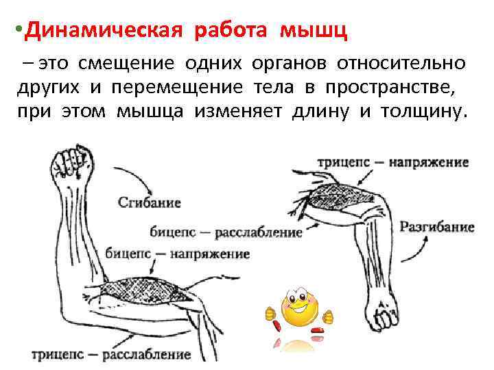  • Динамическая работа мышц – это смещение одних органов относительно других и перемещение