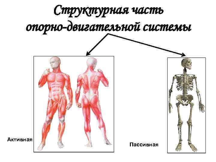 Внимательно рассмотри рисунок на котором изображена опорно двигательная система