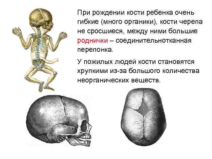 При рождении кости ребенка очень гибкие (много органики), кости черепа не сросшиеся, между ними