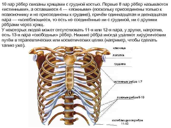 10 пар рёбер связаны хрящами с грудной костью. Первые 8 пар рёбер называются «истинными»