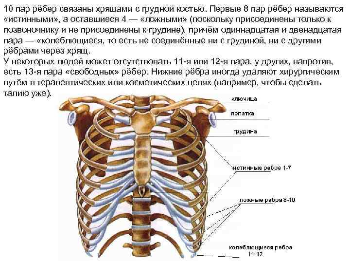 Реберная дуга фото