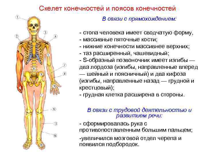 Скелет конечностей и поясов конечностей В связи с прямохождением: - стопа человека имеет сводчатую