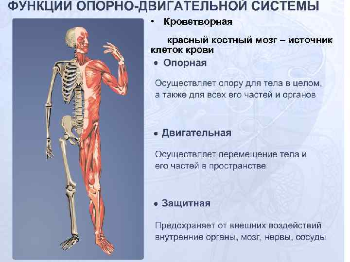  • Кроветворная красный костный мозг – источник клеток крови 