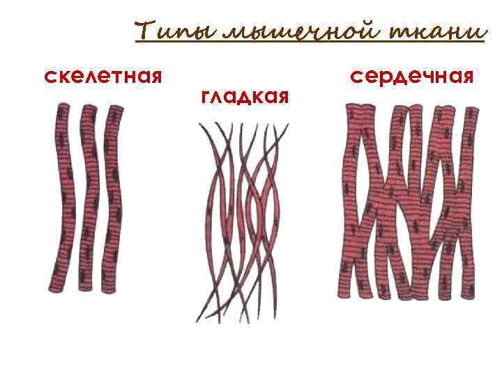 Типы мышечной ткани скелетная гладкая сердечная 